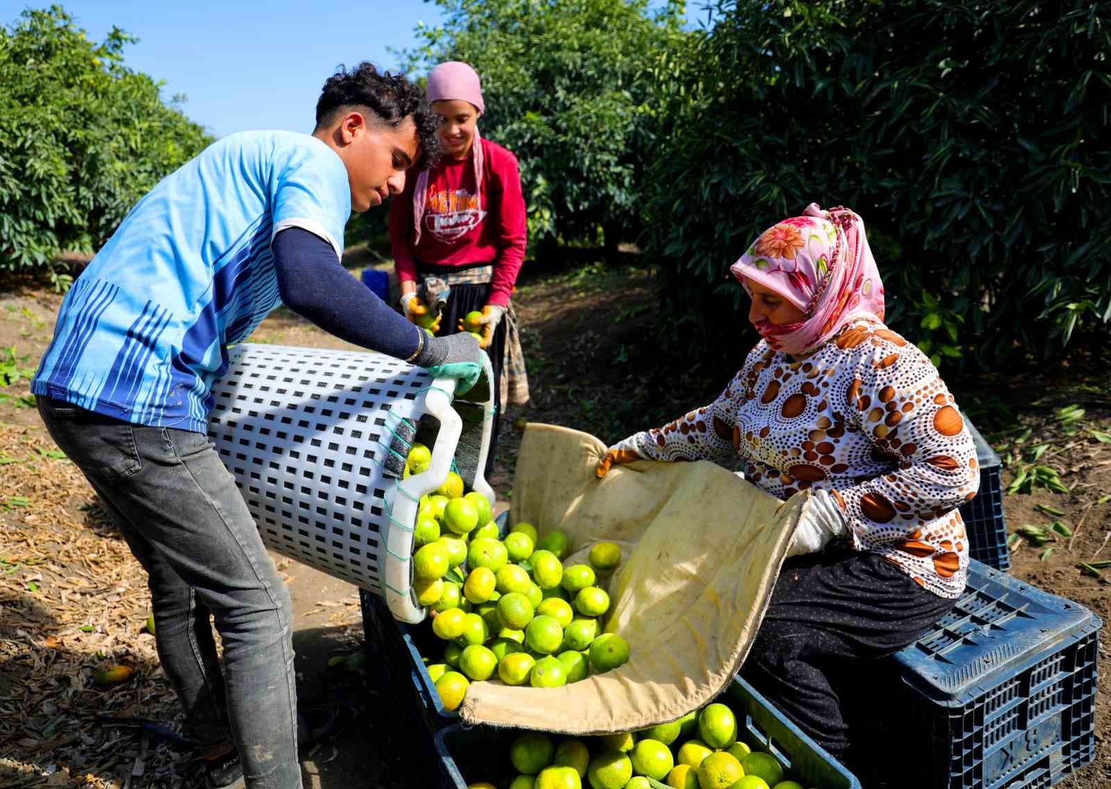 Adana'da Mandalina Hasadı Buruk Başladı: Dalında Kilo Fiyatı 8-10 Lira