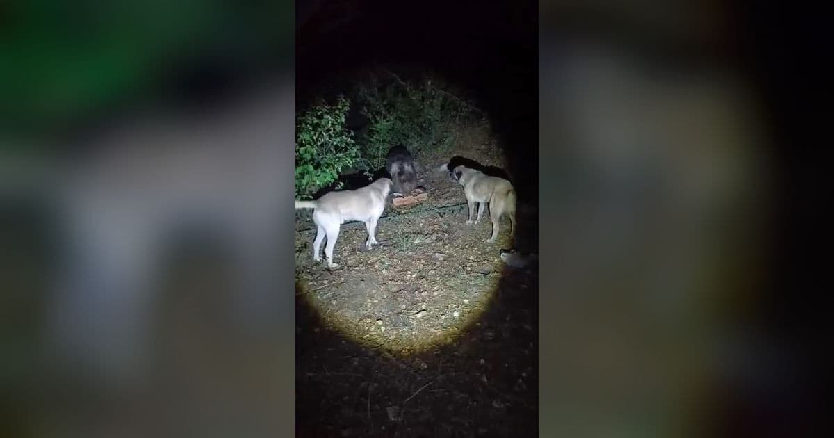 Köpeklerin Havlamasına Aldırmayan Ayı Kampçıların İlgi Odası Oldu