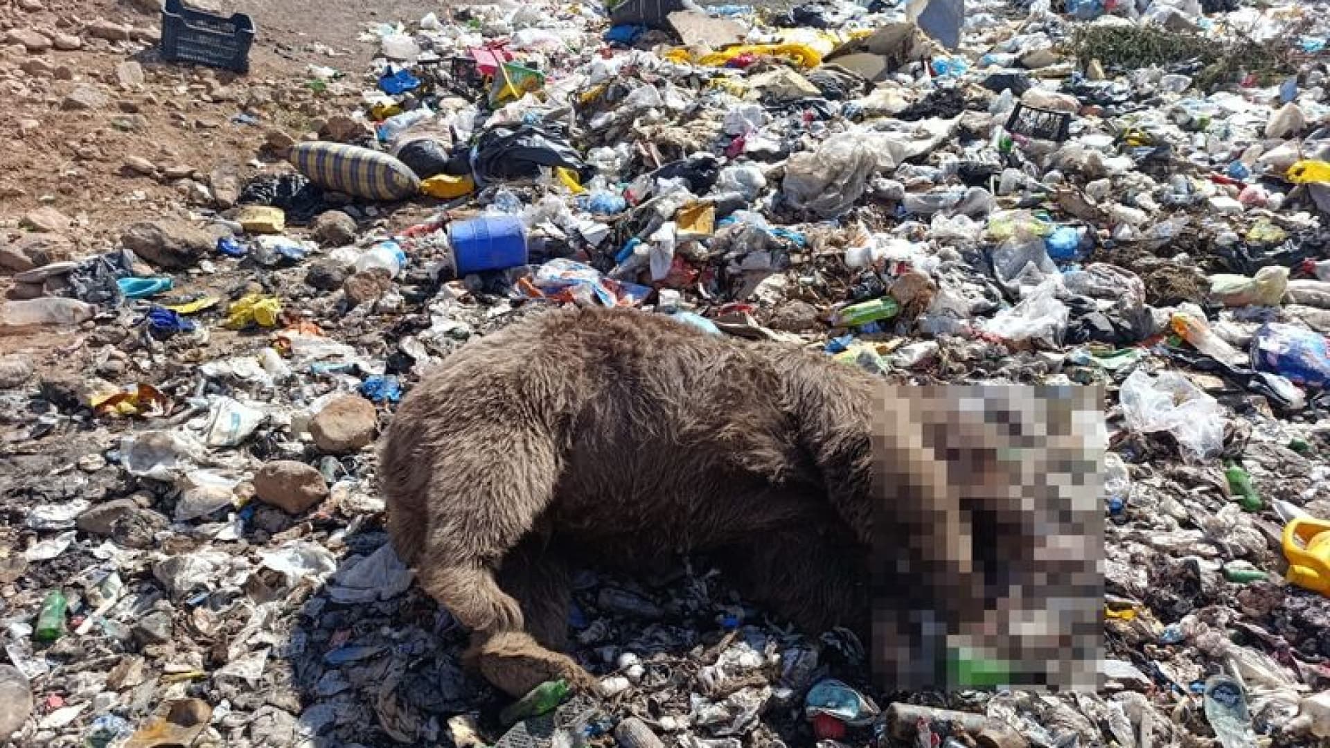 Bingöl'de 3 Bozayının Silahla Vurulması Üzerine Soruşturma Başlatıldı
