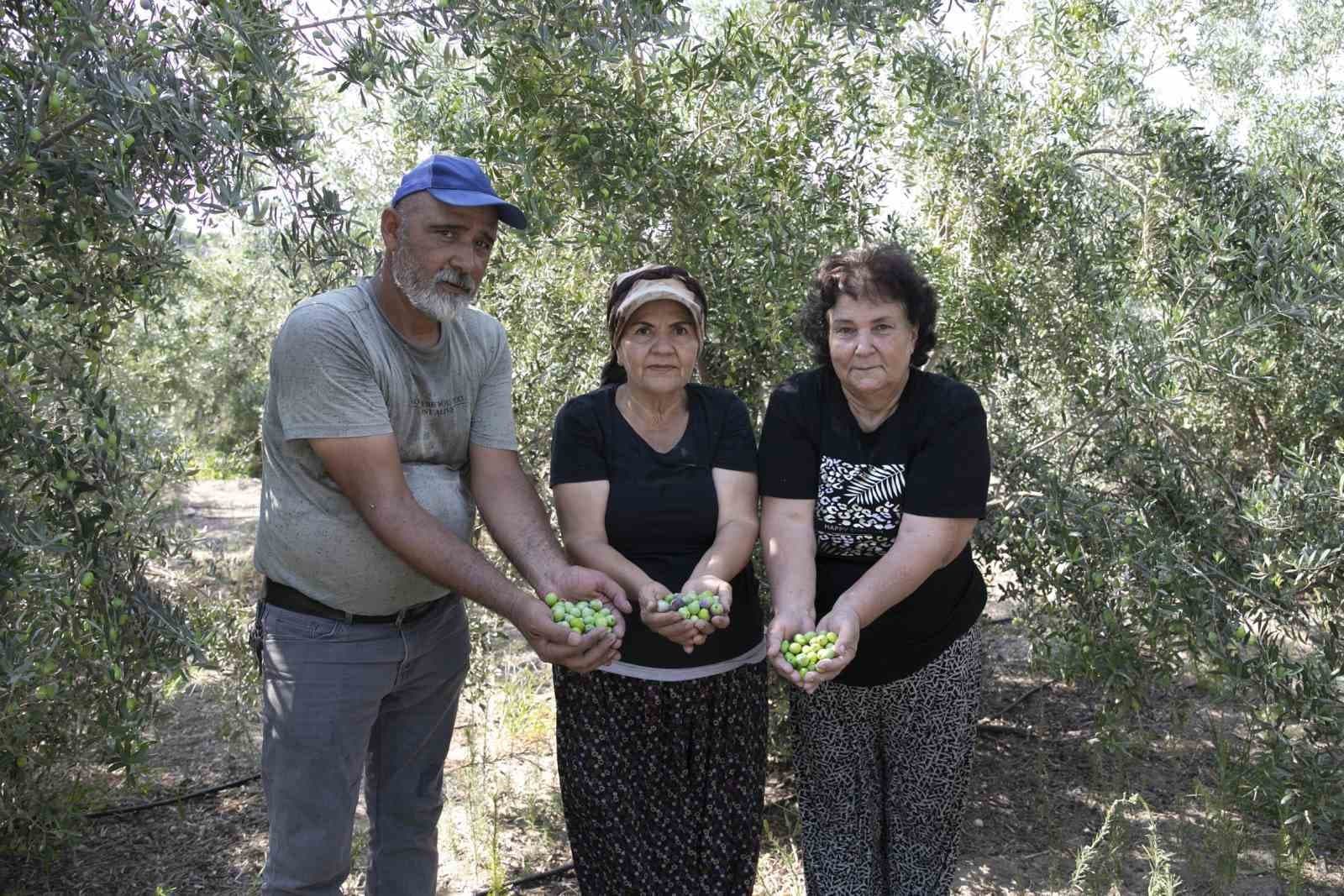 Mersin'de Dağıtılan Zeytin Fidanları Meyve Verdi: Çiftçiler İlk Hasat Heyecanını Yaşıyor