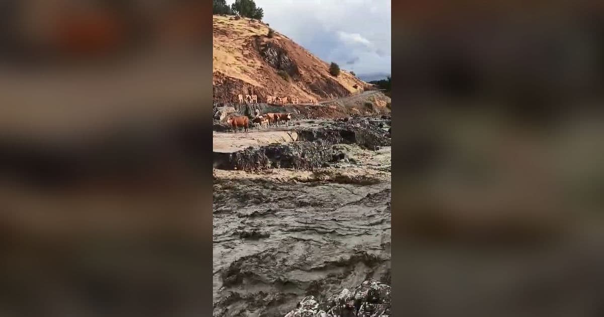 Elazığ'da Sağanak Yağış Sonrası Su Taşkını: Hayvanlar Arazide Sıkıştı
