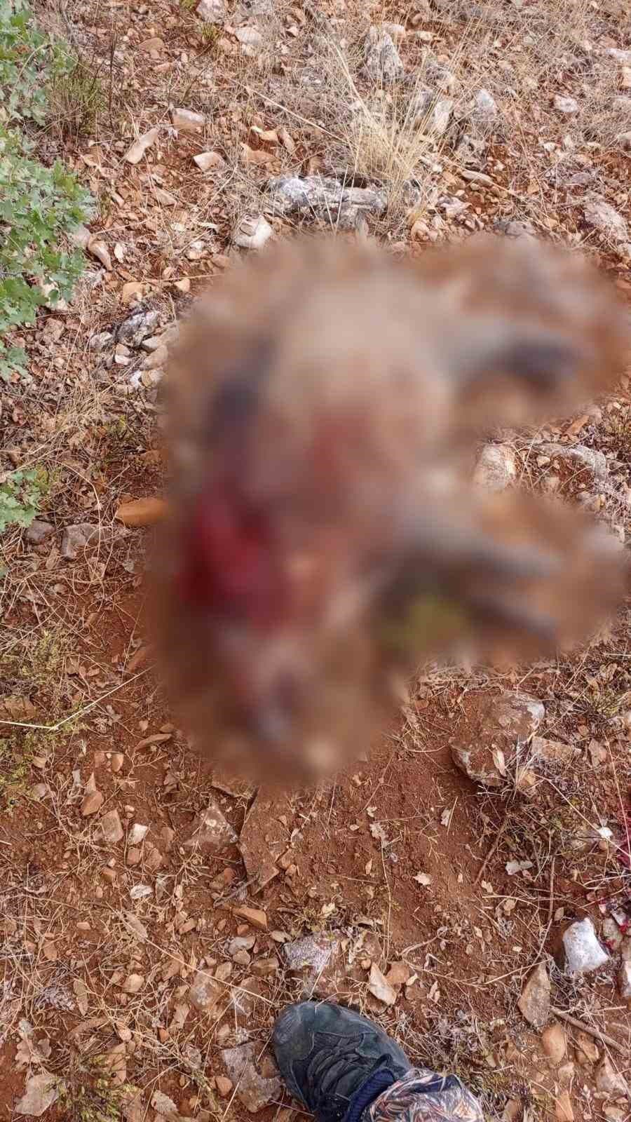 Sivrihisar'da Çiftçilerin Tarlalarına Zarar Veren Yaban Domuzları Avlandı