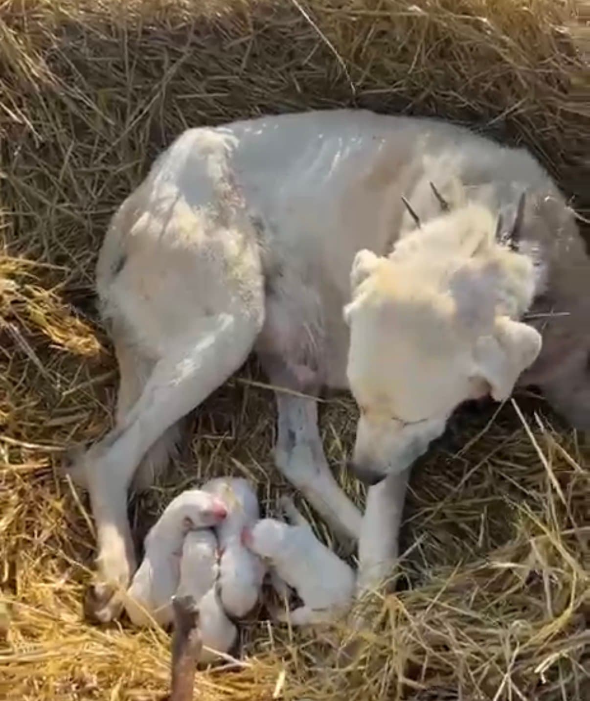 Mera Ortasında Doğum Yapan Akbaş Köpeği Sürprizi Cep Telefonuna Yansıdı