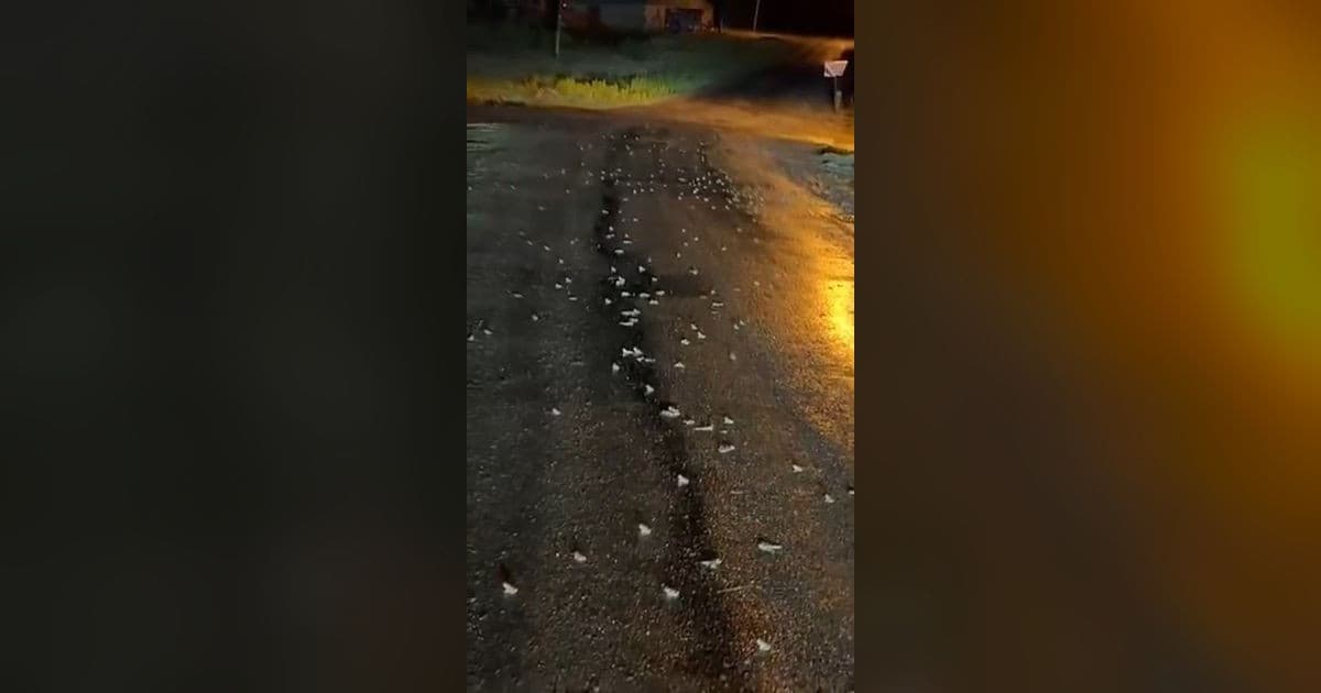 Bingöl'de Yağmurun Ardından Yolu Kurbağalar Bastı