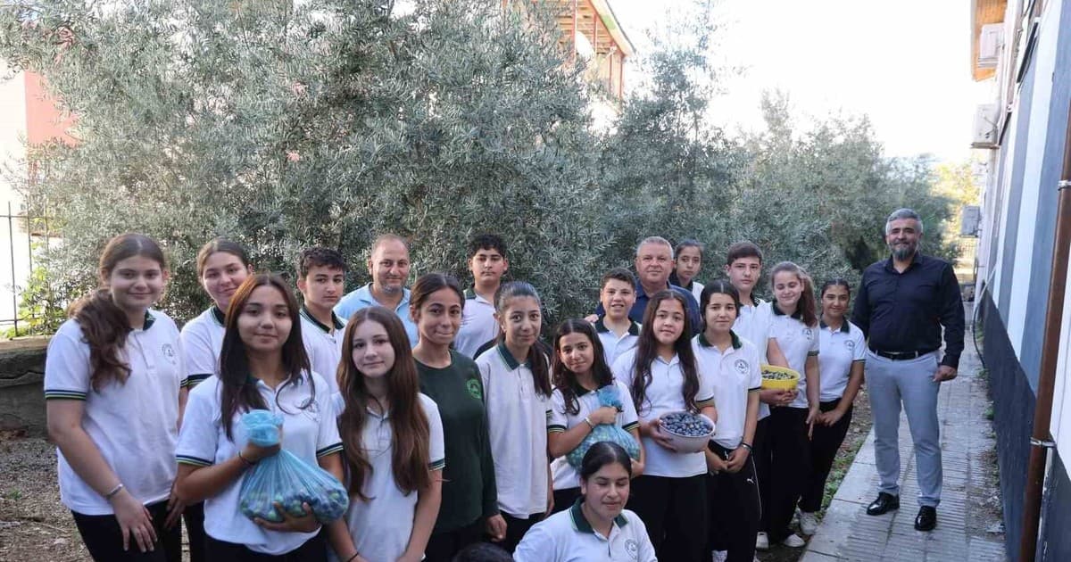 İlkokulda Diktikleri Fidanların Zeytinlerini Ortaokul Son Sınıfta Topladılar