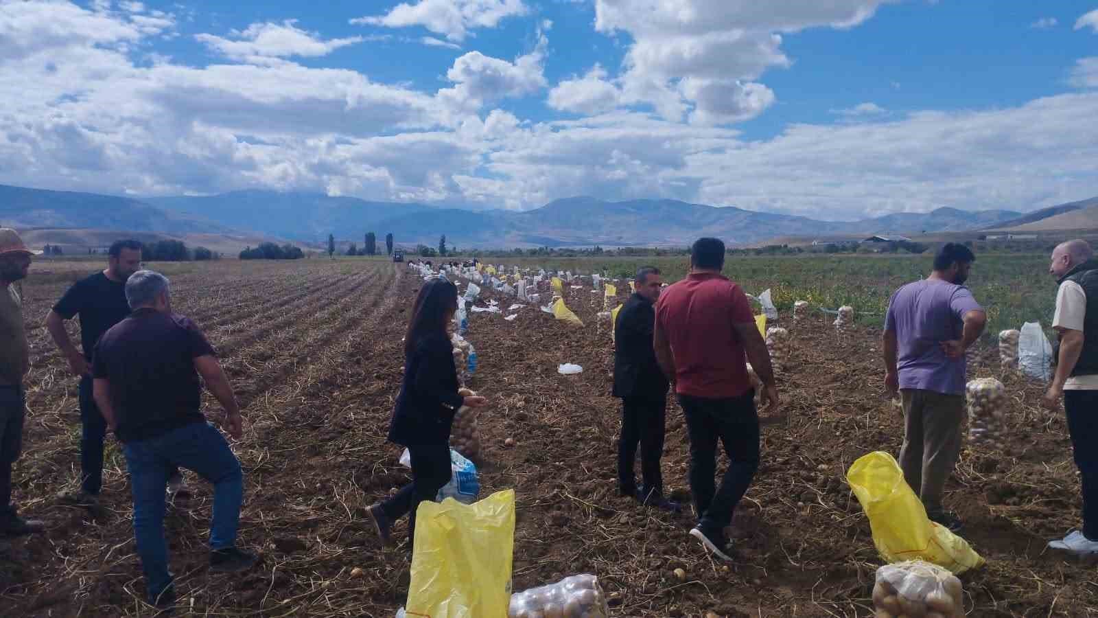 Tercan’da patates hasadı başladı