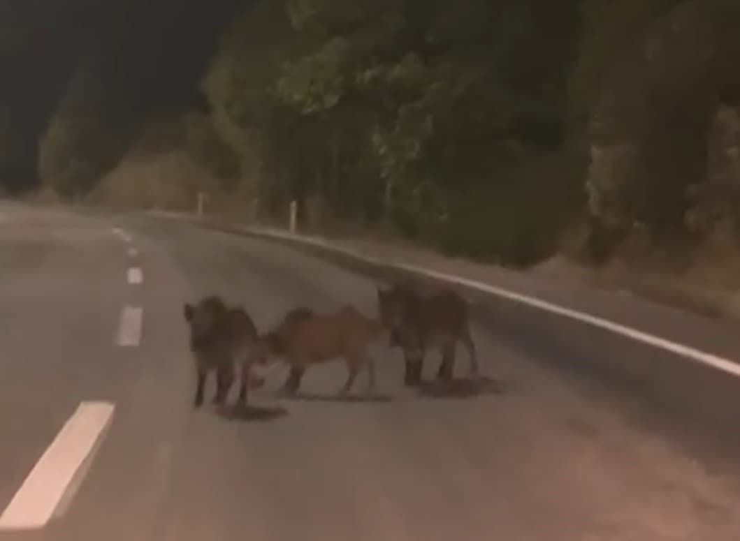 Kahramanmaraş’ta yolda domuz sürüsü