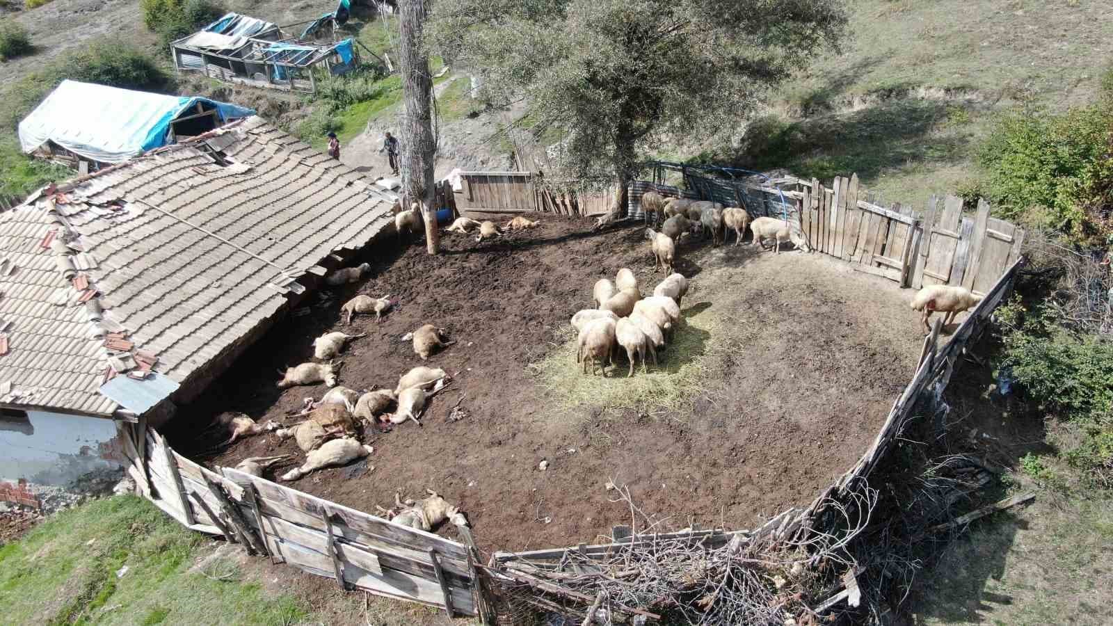 Ağıla giren kurtlar 18 koyunu telef etti, 11 koyunu yaraladı