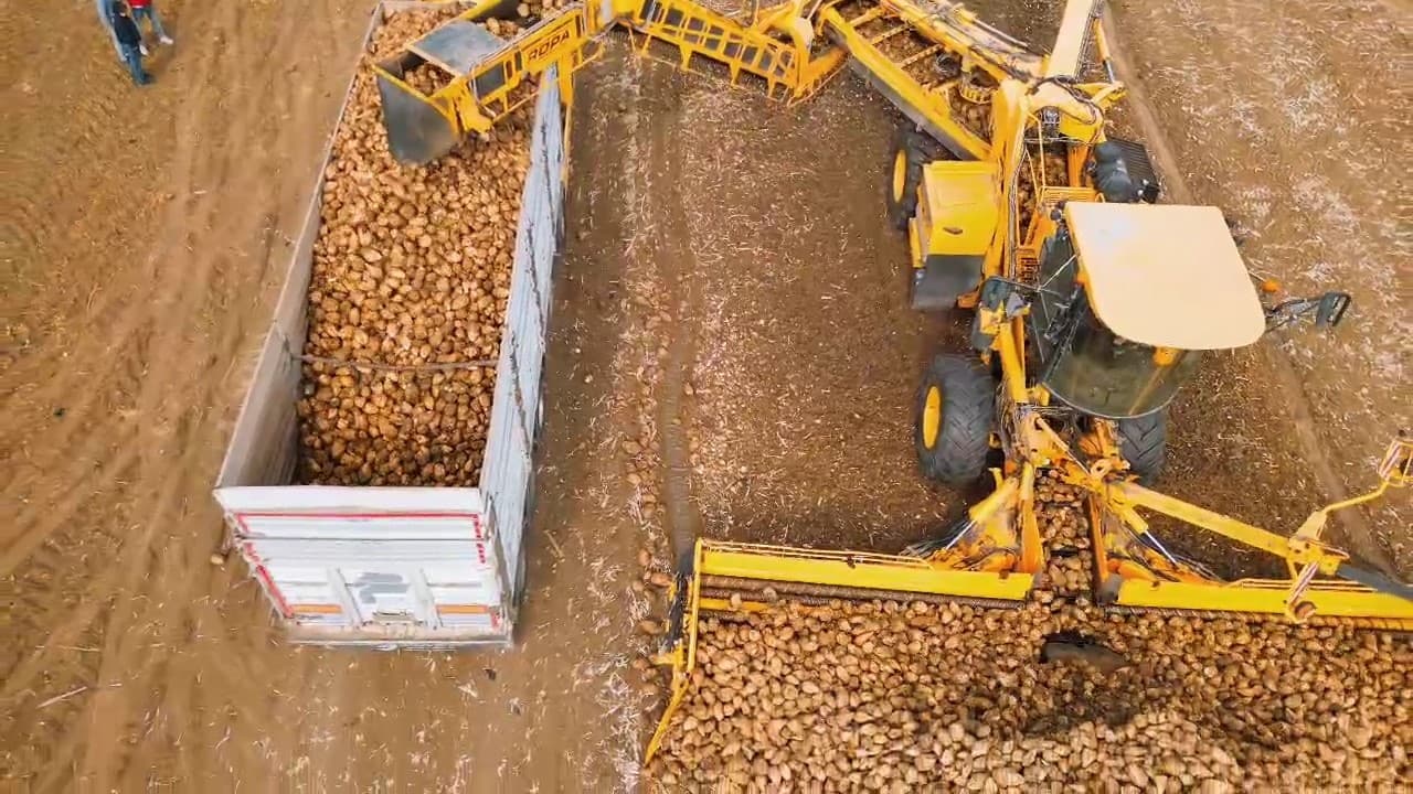 Tekirdağ’da şeker pancarı hasadı: Dekara 10 ton verim alındı