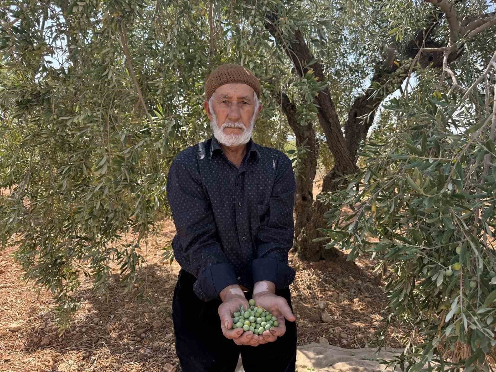 Gaziantep’te sofralık yeşil zeytin hasadı başladı