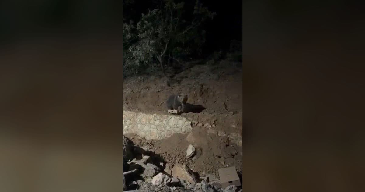 Ovacık’ın sevimli konuğu ayı yine görüntülendi