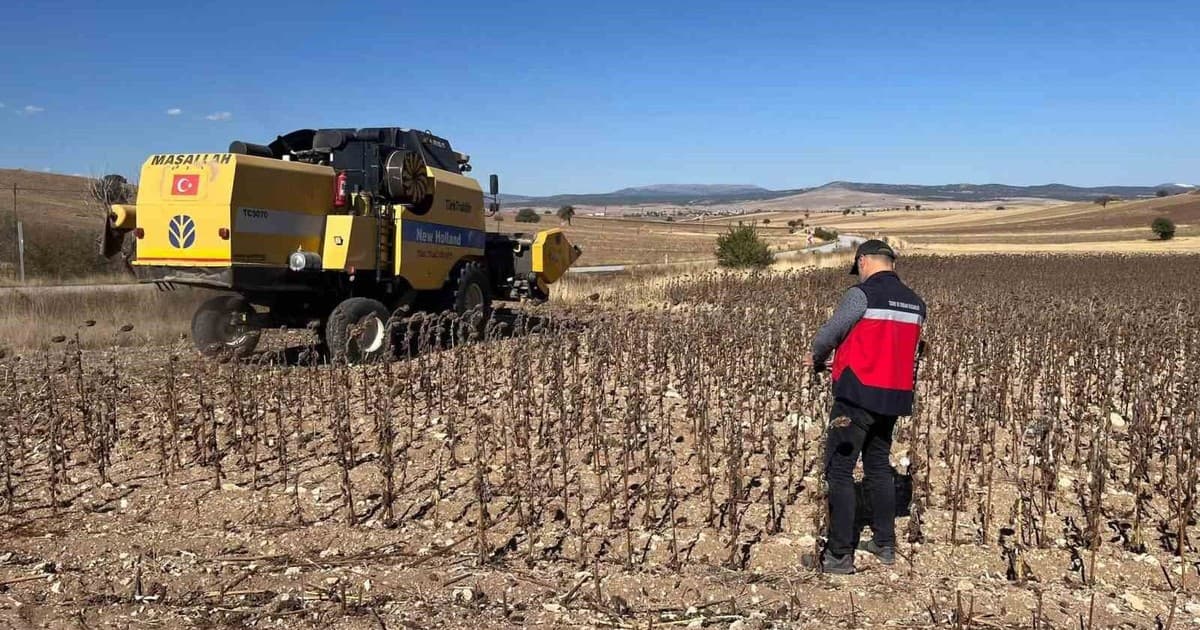Aslanapa’da yüzde 75 hibeli ayçiçeğinde hasat kontrolleri