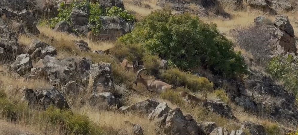 Elazığ’da koruma altındaki dağ keçileri sürü halinde görüntülendi